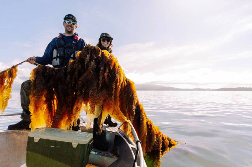 Groundbreaking Tofino kelp restoration project aimed at creating salmon habitat